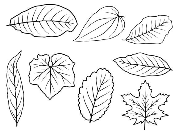 Download Leaf Line Art Illustration - Premium Resources